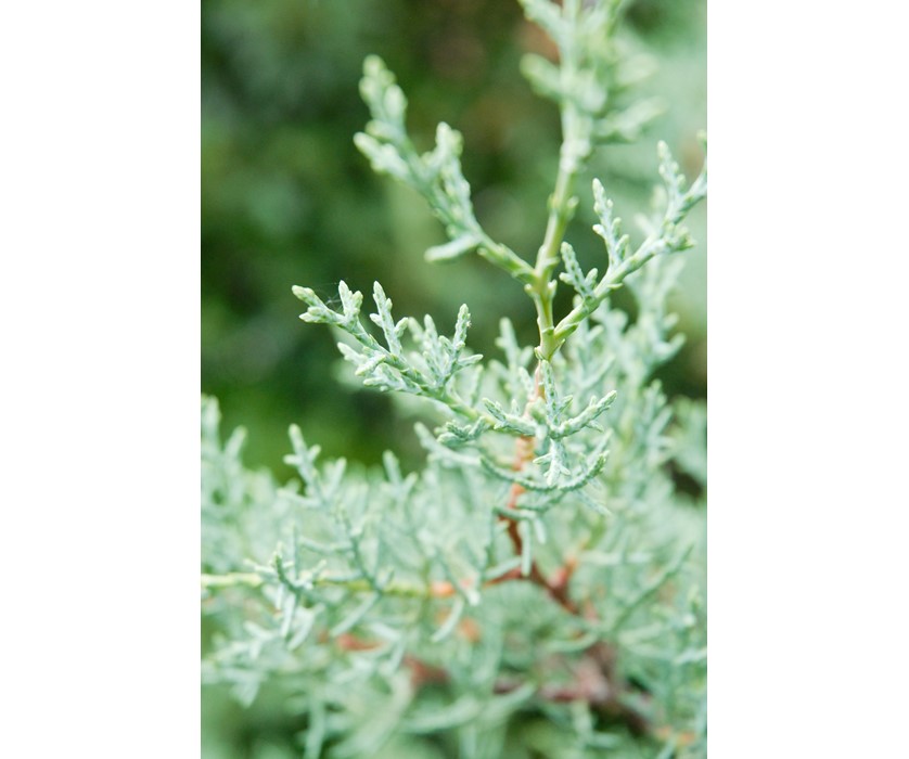 Arizona Cypress